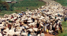 The Dead are Alive: Eyewitness in Rwanda